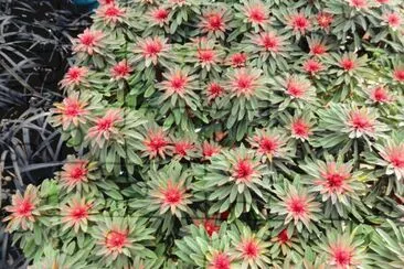 fleurs