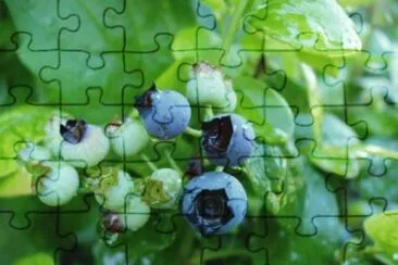 july2 jigsaw puzzle