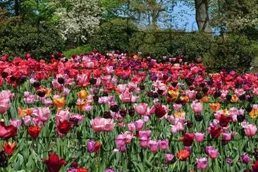 Campo flores 02.07 jigsaw puzzle