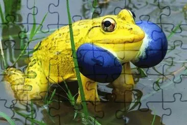 Indian Bull Frog  Central America
