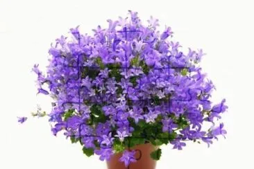campanules