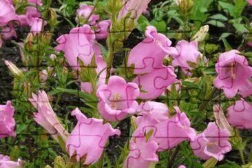 campanules