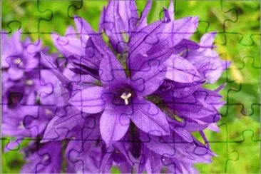 campanule