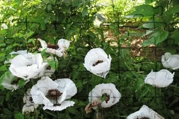 pavots d 'orient