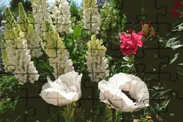 pavots et lupins
