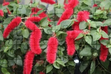 acalypha