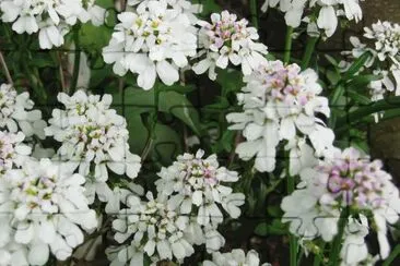 iberis