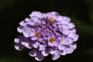 iberis