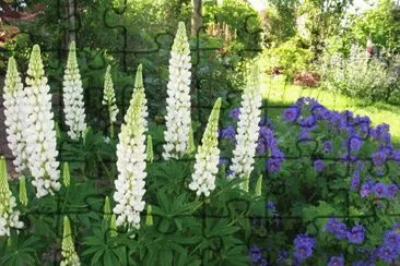 lupin