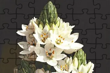 fleurs: ornithogalum