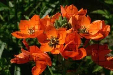 fleurs: ornithogalum jigsaw puzzle