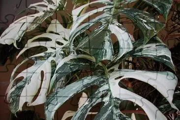 fleurs: philodendron