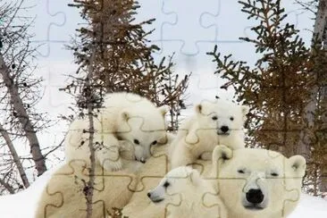 Mother and Cubs  Wapusk National Park  Manitoba