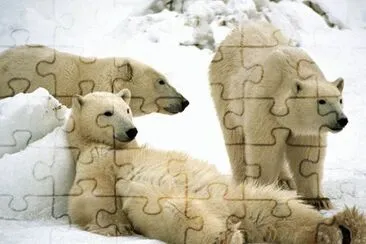 Polar Bears  Churchill  Manitoba  Canada