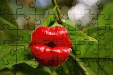 Psychoteria Elata also known as Hooker Lips