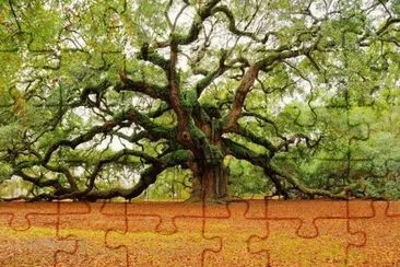 ANGEL OAK, TIENE 400 AÃ‘OS, USA.