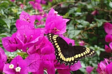 mussaenda