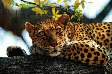 פאזל של jaguar