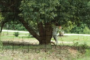 goat in a tree jigsaw puzzle