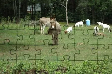 curious mule