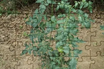 Tomato plant jigsaw puzzle