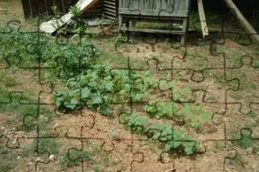potatoes, squash, okra and cucumbers jigsaw puzzle