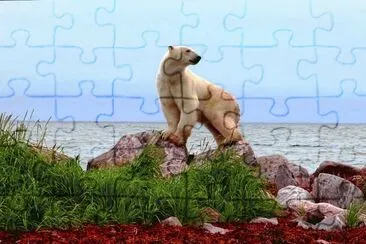 polar bear-57 jigsaw puzzle