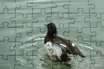Duck Radipole lake