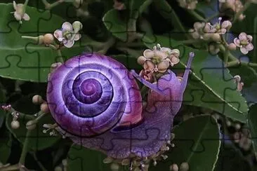 Violet Snail  Australia jigsaw puzzle