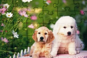 Perritos