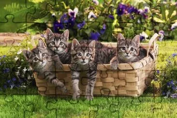 Gaticos