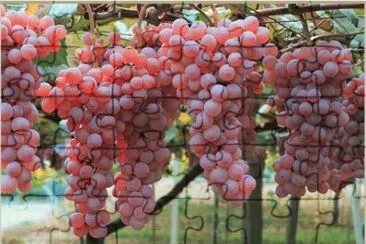 UVAS EN LA PARRA. jigsaw puzzle