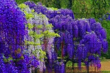 glycine jigsaw puzzle