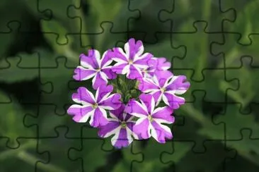  jigsaw puzzle