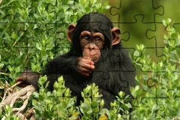 chimpanse jigsaw puzzle