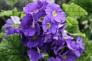  jigsaw puzzle