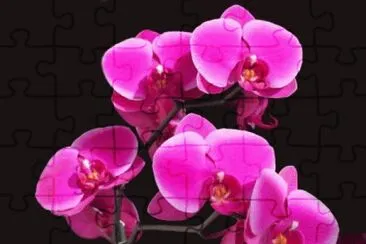 fleurs: orchidÃ©e