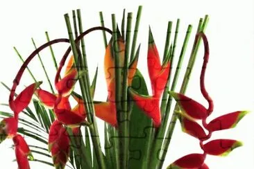fleurs: hÃ©liconia et rostrata