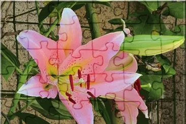 fleurs: lys jigsaw puzzle