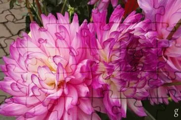 fleurs: dalhias jigsaw puzzle