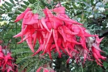 fleurs: Clianthus_puniceus jigsaw puzzle