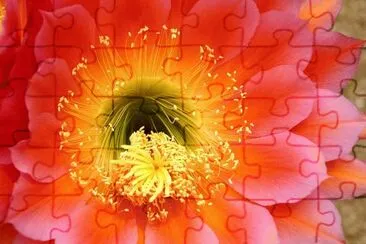 Barrel Cactus Bloom