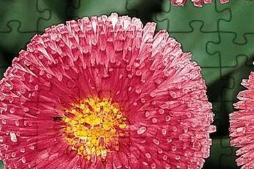 paquerette jigsaw puzzle