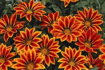 gazania jigsaw puzzle
