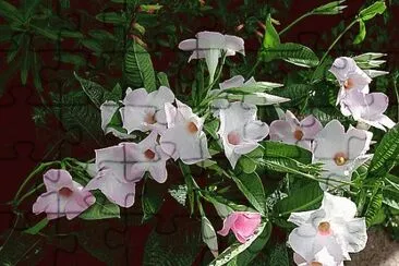 fleurs
