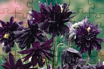fleurs