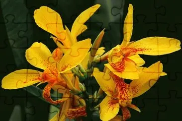 fleurs: canna