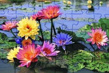 fleurs: nÃ©nuphars jigsaw puzzle