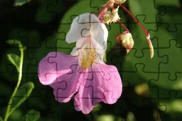 balsamine