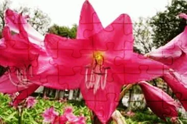 Crino Vermelho